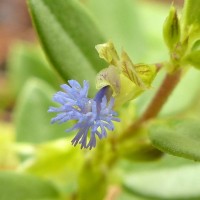 Polygala chinensis L.